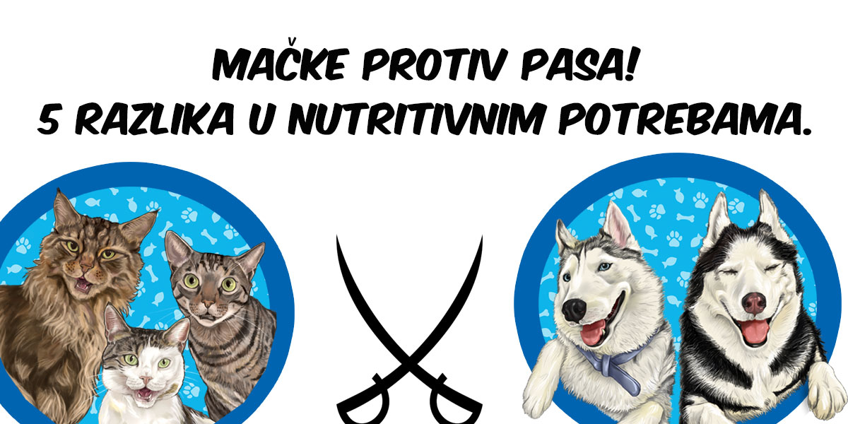 Hrana za pse i hrana za mačke, razlike u hrani i hranjenju!